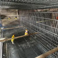 فنچ گلدین وکراواتی و جوجه گلدین و بنگالی|پرنده|مشهد, میان ولایت|دیوار