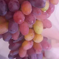 هرس درخت وخرید وفروش نهال نایاب انگور وغیره