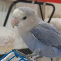 طوطی برزیلی دستی و آبی خاص