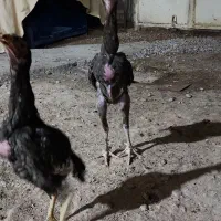 خروس لاری|حیوانات مزرعه|خرمشهر, |دیوار