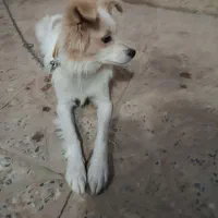 فروش سگ نژاد دار|سگ|فارسان, |دیوار