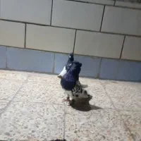 یک جفت کله سیاه|پرنده|مسجد سلیمان, |دیوار