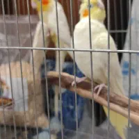 جفت عروس هلندی مولد|پرنده|دزفول, |دیوار