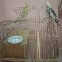 عروس هلندی
