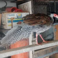 پرنده زینتی سیلور امریکایی بلژیکی و لیدی طاووس|پرنده|شیراز, امام حسین|دیوار