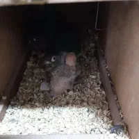 جفت گرینچیک مولد با جوجه|پرنده|میناب, |دیوار