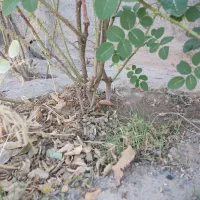 ده بوته گل محمدی شش ساله|گل و گیاه طبیعی|سیرجان, |دیوار