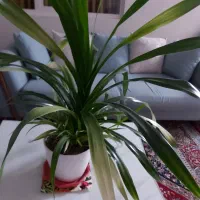 گلدان گل پاندانوس ابلق