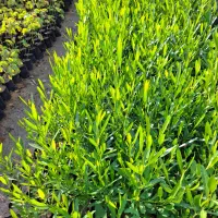 نهال آکالیپتوس و مورت و برهان گلی و سپستون