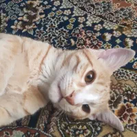 گربه گمشده|حیوانات|قم, بنیاد|دیوار