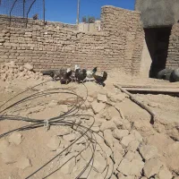 جوجه رنگی محلی