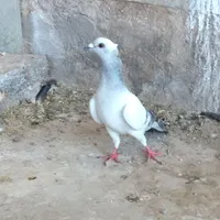 کبوتر ماده خوشکل|پرنده|رفسنجان, |دیوار