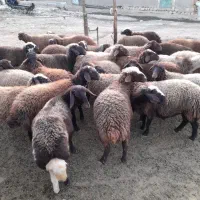 ۳۸تابره ماده در حد شیشک|حیوانات مزرعه|کوهدشت, |دیوار