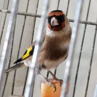 یک جفت  سهره همه چی تموم جفتی|پرنده|اردبیل, |دیوار