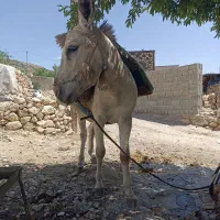 الاغ گندی|حیوانات مزرعه|کازرون, |دیوار