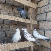کفتر کلهدار|پرنده|ساوه, |دیوار