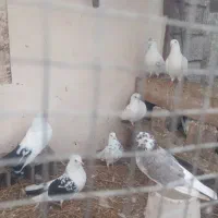 فروش پنچ عدد کبوتر تهرانی