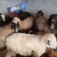 میش شیشک بره دار|حیوانات مزرعه|مرودشت, نقش رستم|دیوار