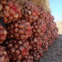 پیاز درجه یک زنجان رود