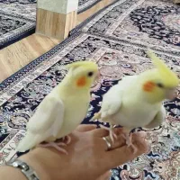 عروس هلندی|پرنده|تهران, شهرک گلها (تهرانسر)|دیوار