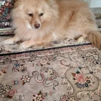 فروش سگ آپارتمانی