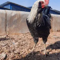 فروش خروس محلی و گلین