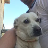 فروش سگ نژادبولداگ قیمت ۷ ملیون