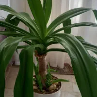 گل ذرتی بزرگ گلدان سرامیکی