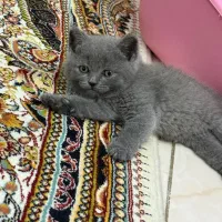 بچه گربه بریتیش بلو ۲ ماهه