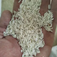 طارم دم سیاه اصل