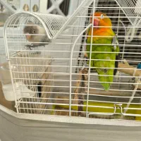 طوطی برزیلی جفت|پرنده|فردیس, فردیس|دیوار