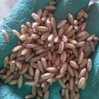 بذر گندم چاق و درجه یک