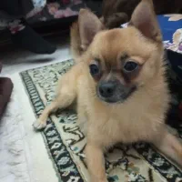 سگ شی واوا عروسکی نر