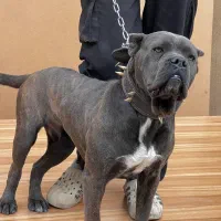 سگ کن کورسو اصیل ماده ۱۰ ماهه گارد کنکورسو کن کرسو|سگ|چهاردانگه (تهران), |دیوار