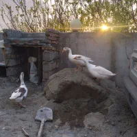 قوغاز اوکراینی