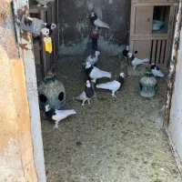 توقی|پرنده|شیراز, حجت آباد|دیوار