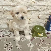 واگذاری سگ شیتزو|سگ|رباط‌کریم, الارد|دیوار