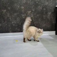 گربه نژاد هیمالین ۹ ماهه درحال حاضر فحل است|گربه|رشت, کوی غلام نیا|دیوار
