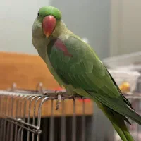 شاه طوطی .طوطی|پرنده|گرگان, |دیوار
