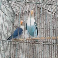 کوتوله برزیلی مولد باقفس «ایسین»|پرنده|بندرعباس, |دیوار