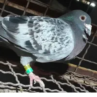 کله سیاه با پلاکی عراق