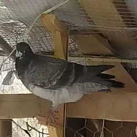 کبوتر گمشده