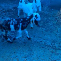 بزغاله افغانی