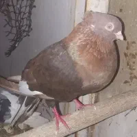 کبوتر طوقی و سوسنی هردو نرمست