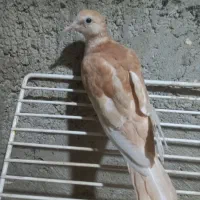 سلام کریم ماده