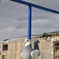 نر طوقی ابی سبز رنگی(شهری پلاکی سینه)