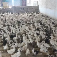 اردک غاز مرغ خروس