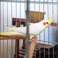 فروش عروس هلندی مولد|پرنده|شیراز, صنایع الکترونیک|دیوار