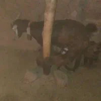 بز و بزغاله|حیوانات مزرعه|سبزوار, قصبه شرقی|دیوار