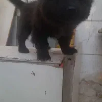 سگ چاوچاو قیمت ۱۵ تومان